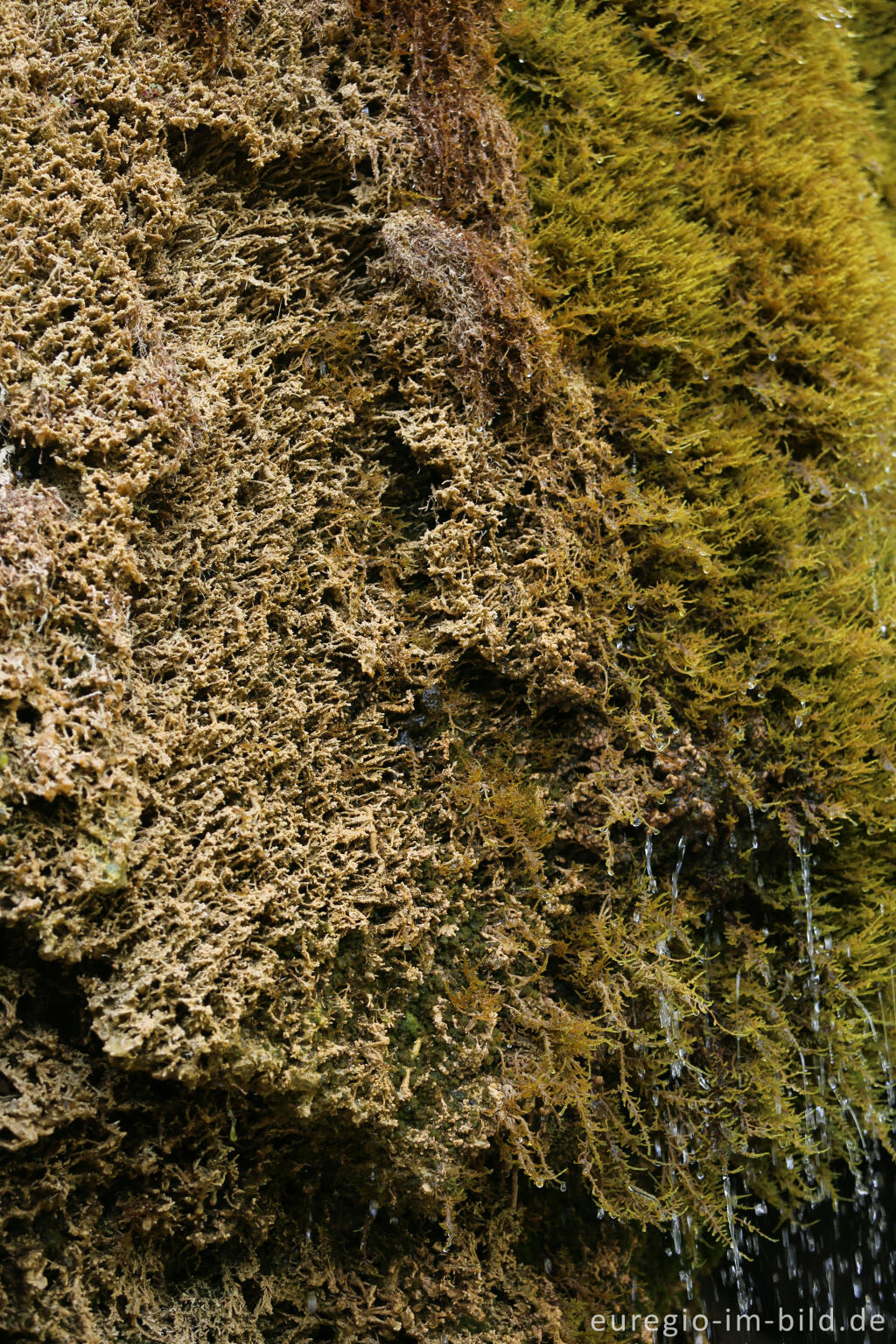 Detailansicht von Wachsen des Kalktuffs auf Moos im DreimÃ¼hlen-Wasserfall 