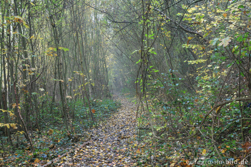 Detailansicht von Wald am Fuß der Halde Adolf, Grube-Adolf-Park, Merkstein