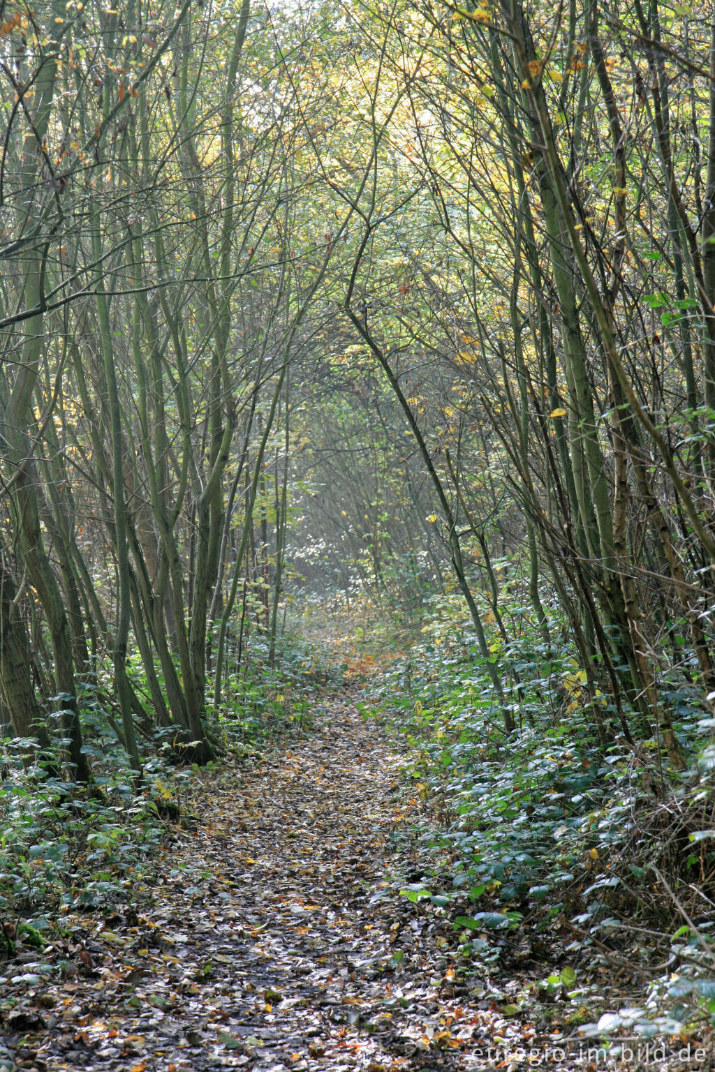 Detailansicht von Wald am Fuß der Halde Adolf, Grube-Adolf-Park, Merkstein