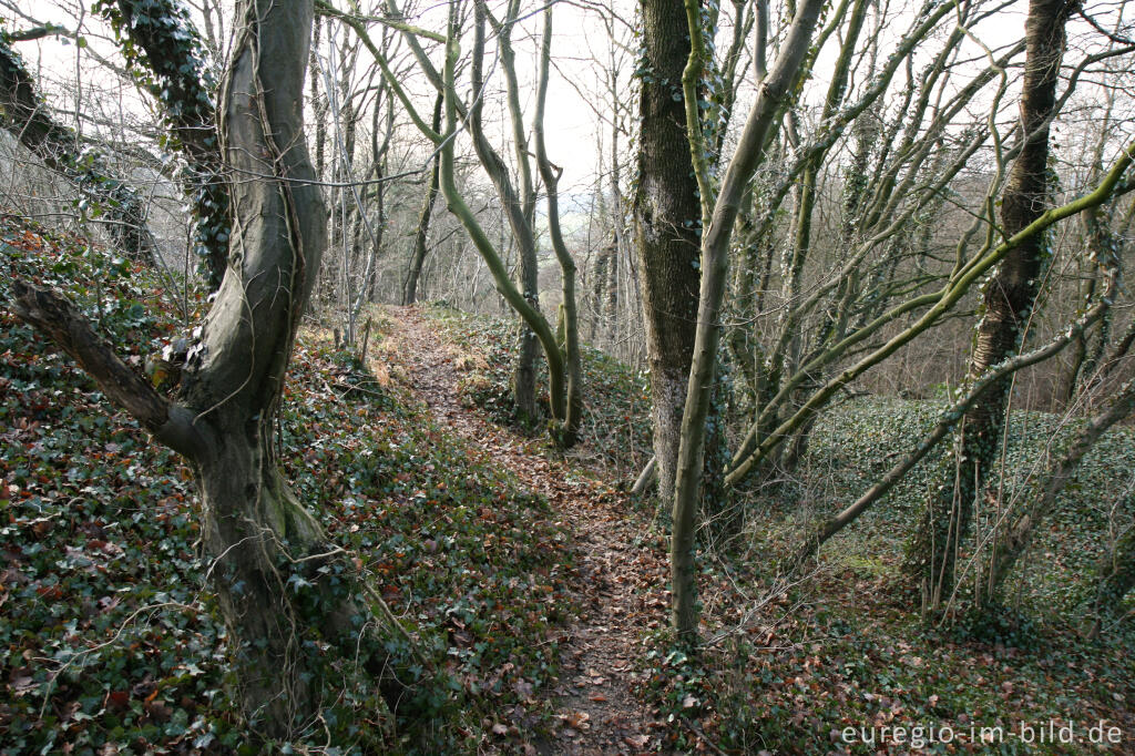 Detailansicht von Wald am oberen Rand des Steinbruchs, Aachen-Schmithof