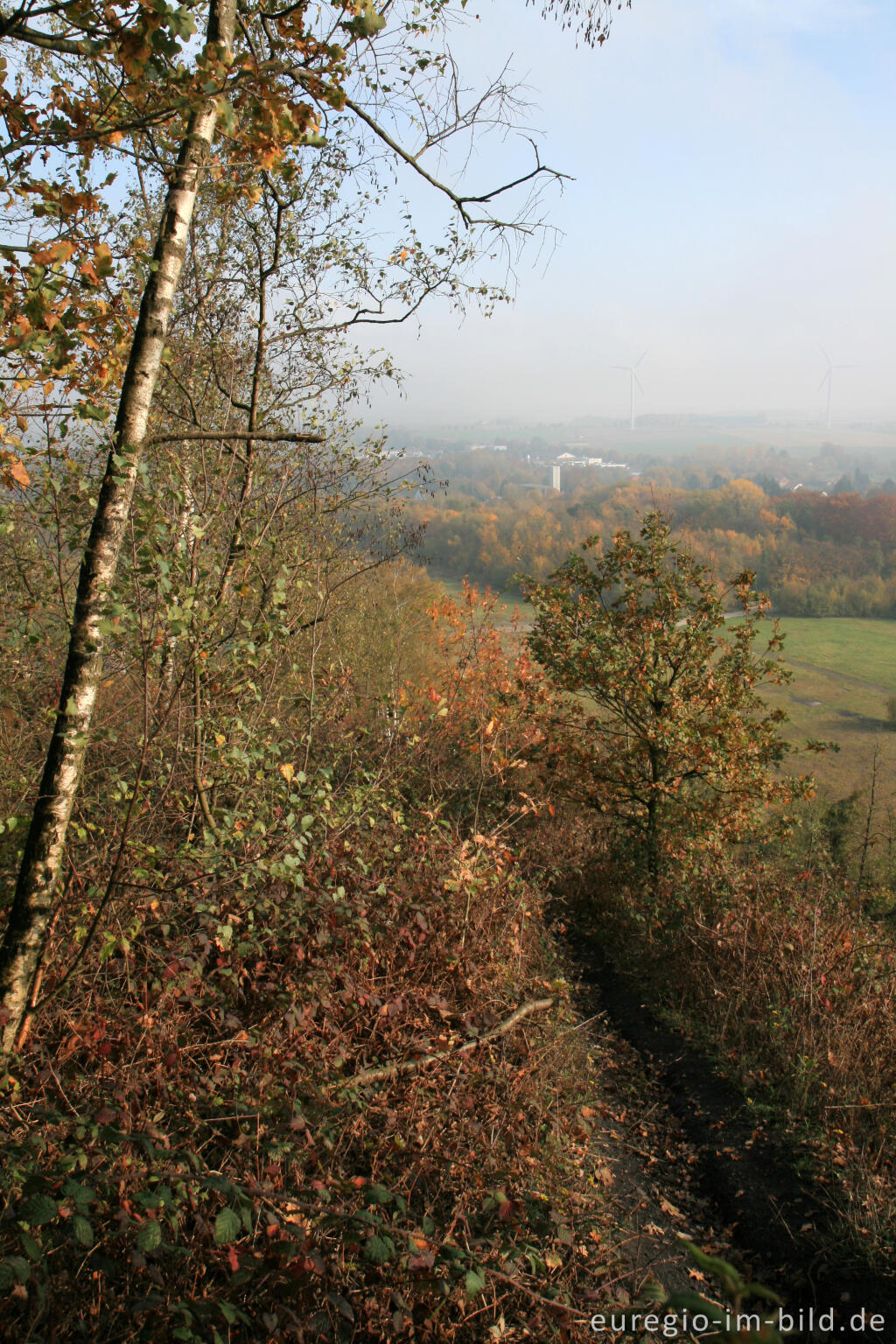 Detailansicht von Wald auf der Halde Adolf, Herzogenrath Merkstein