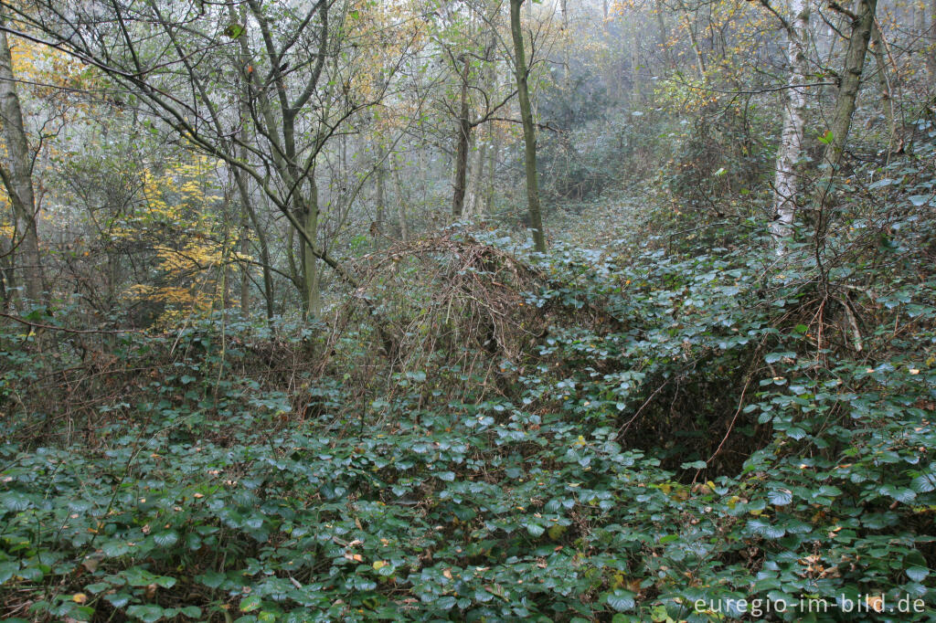 Detailansicht von Wald auf der Halde Adolf, Herzogenrath Merkstein