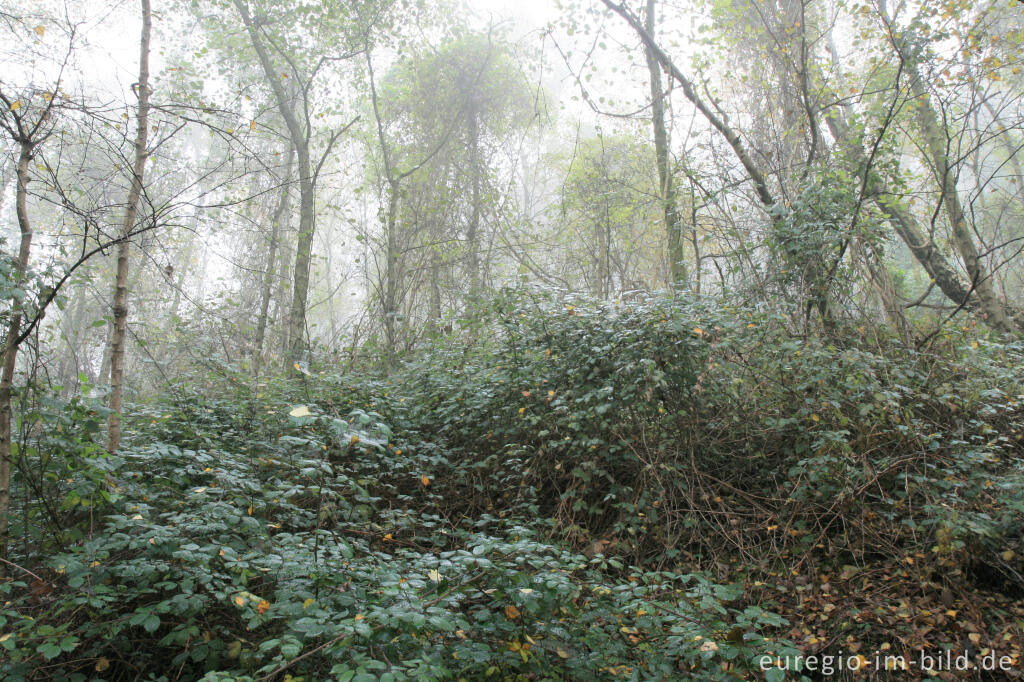 Detailansicht von Wald auf der Halde Adolf, Herzogenrath Merkstein