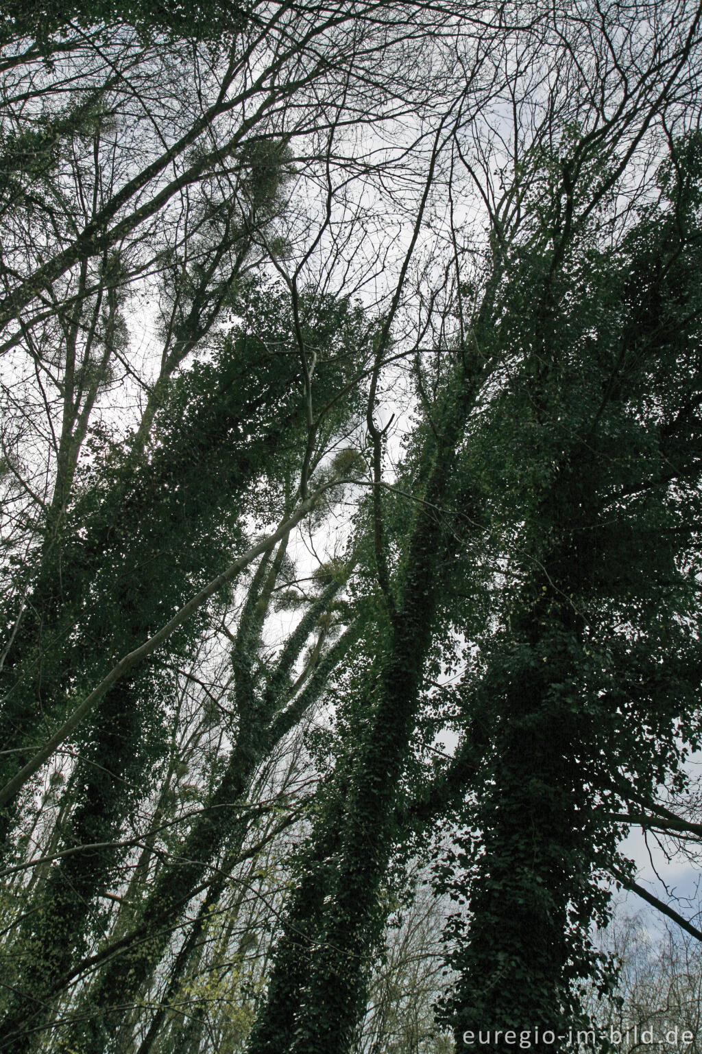 Detailansicht von Wald bei der Mergelgrube t`Rooth