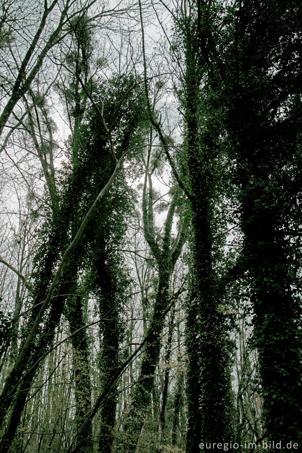 Detailansicht von Wald bei der Mergelgrube t`Rooth