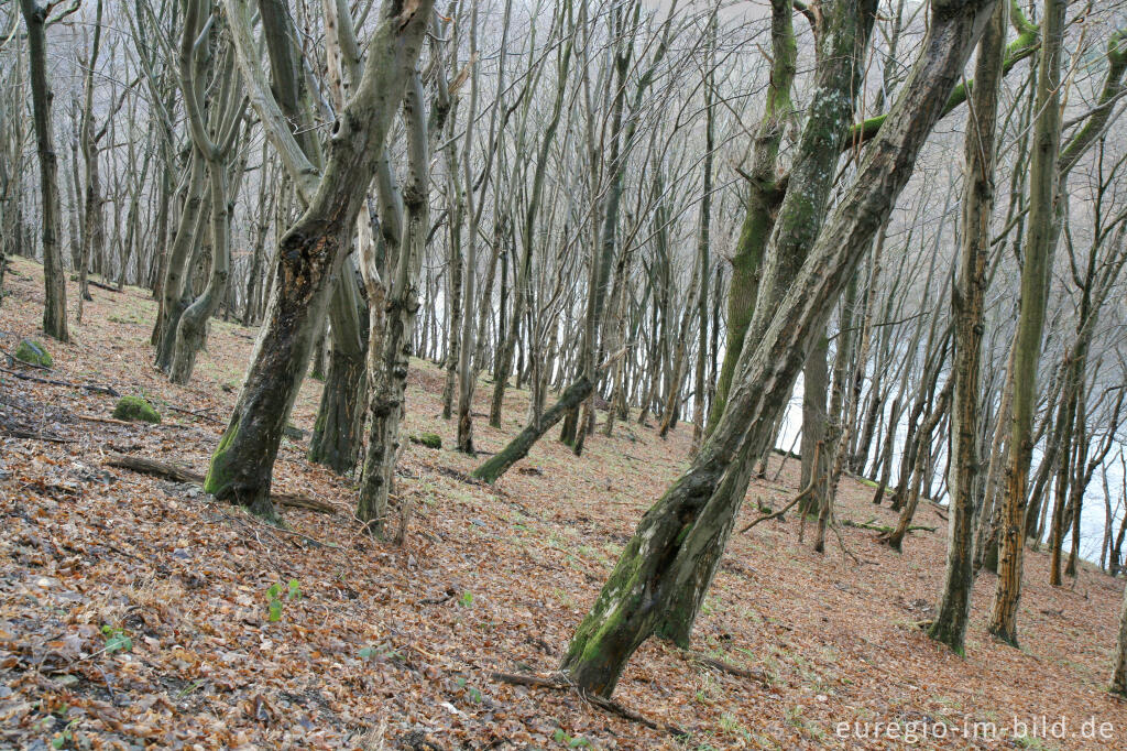 Detailansicht von Wald beim Obersee, Rureifel