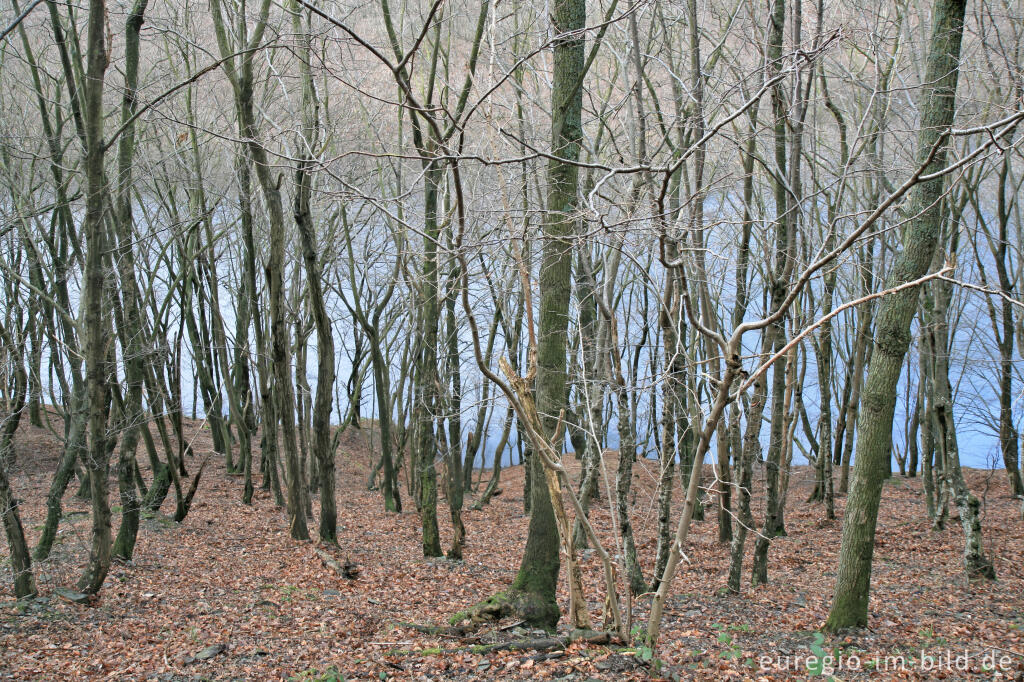 Detailansicht von Wald beim Obersee, Rureifel