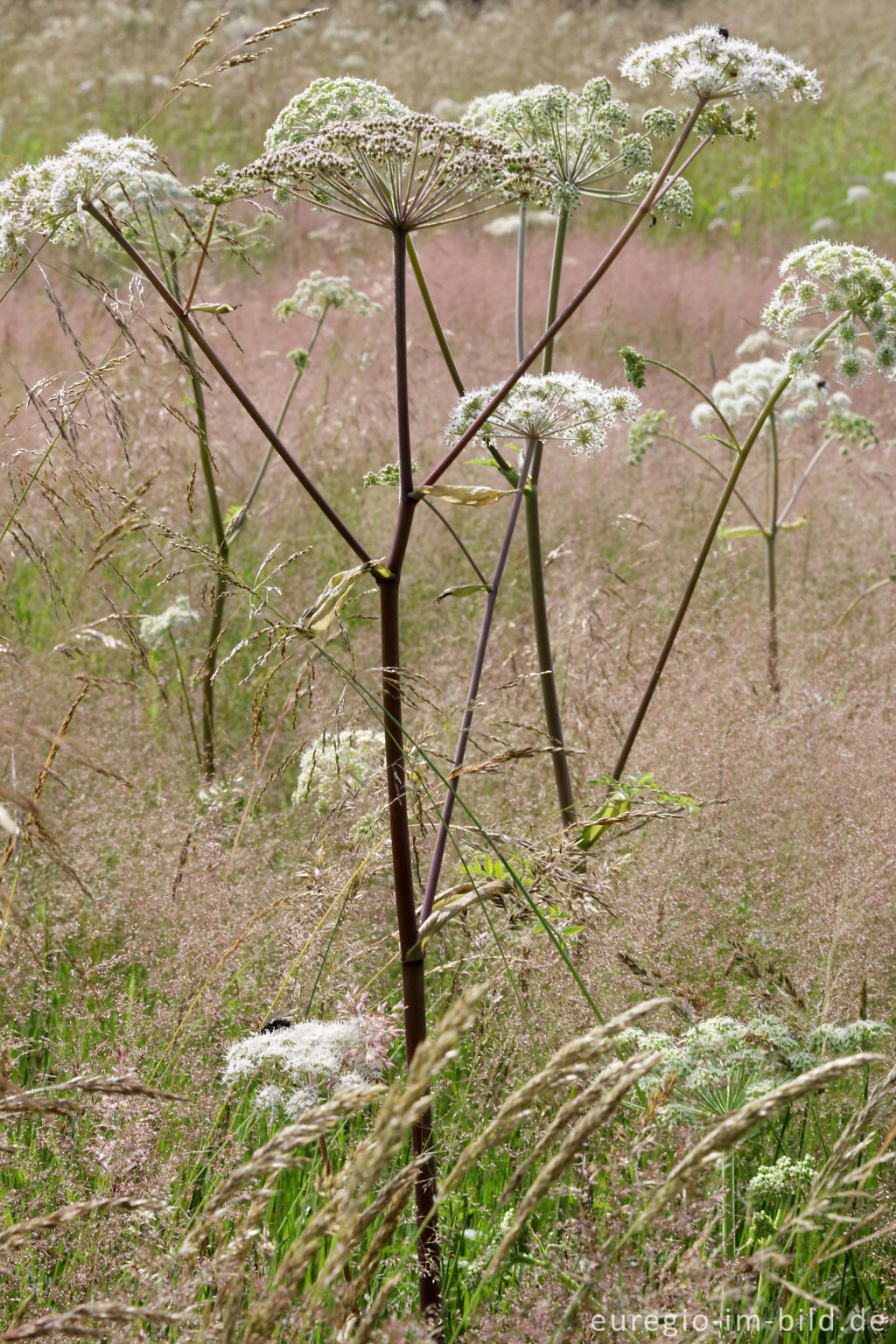 Detailansicht von Wald-Engelwurz (Angelica sylvestris) im Venngebiet Bosfagne