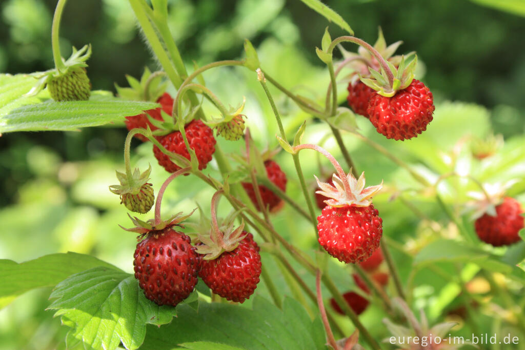 Detailansicht von Wald-Erdbeere, Fragaria vesca