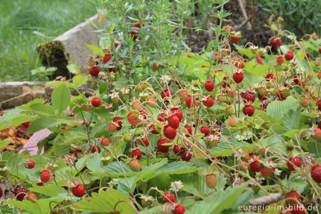 Detailansicht von Wald-Erdbeere, Fragaria vesca