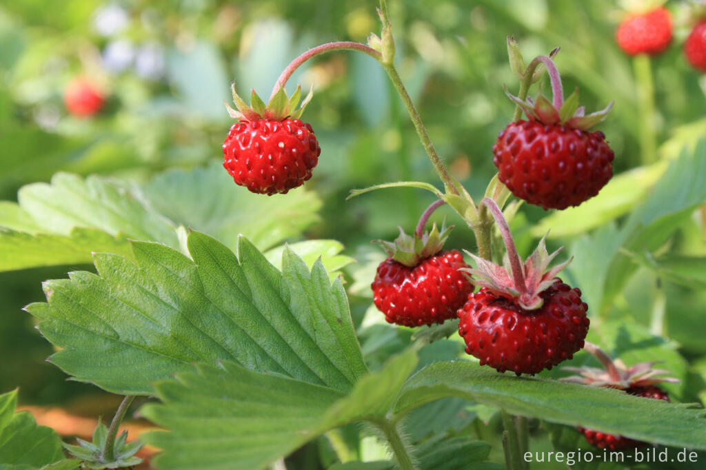 Detailansicht von Wald-Erdbeere, Fragaria vesca