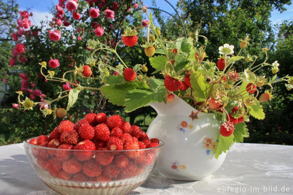 Wald-Erdbeere, Fragaria vesca