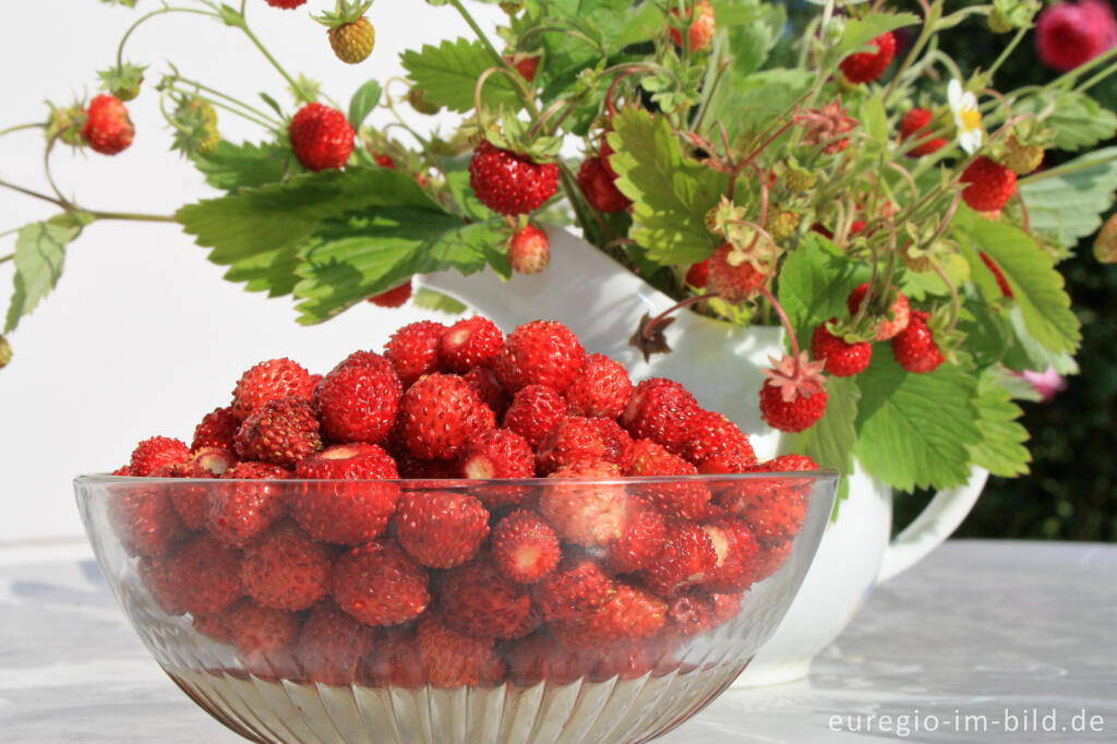 Detailansicht von Wald-Erdbeere, Fragaria vesca