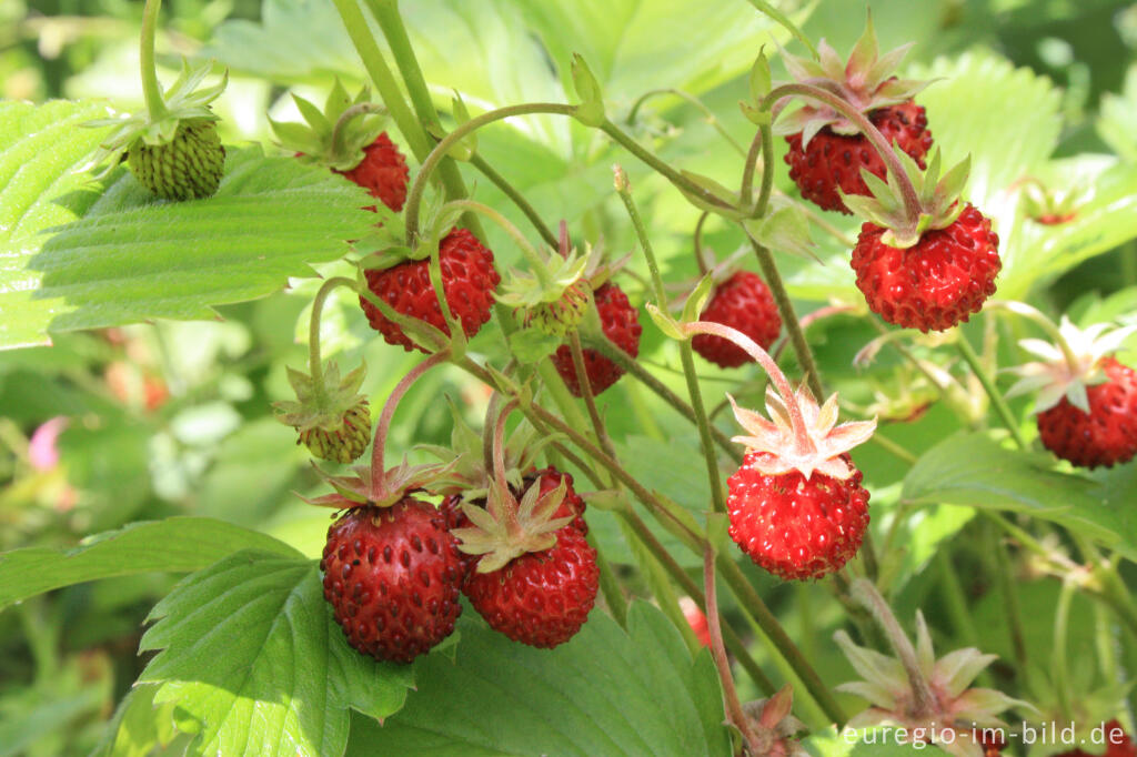 Detailansicht von Wald-Erdbeere, Fragaria vesca