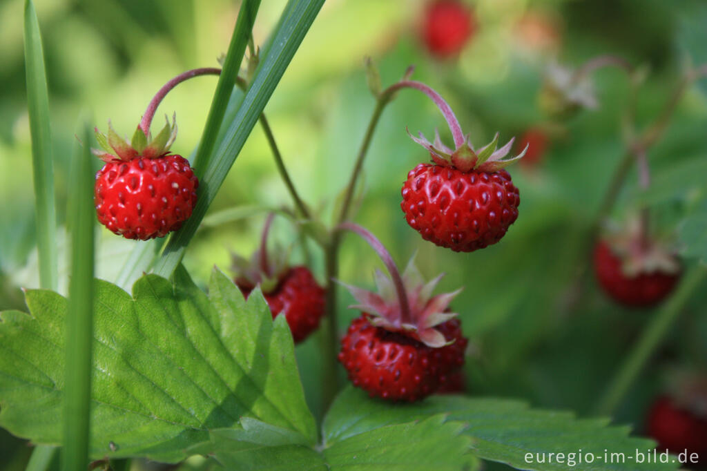 Wald-Erdbeere, Fragaria vesca