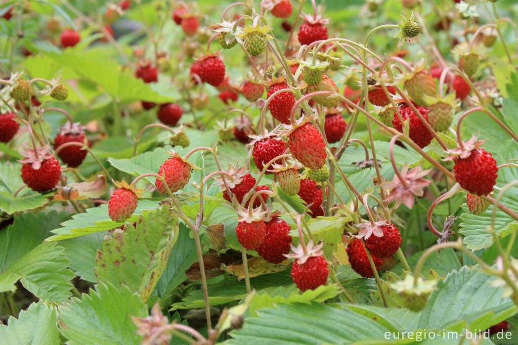 Detailansicht von Wald-Erdbeere, Fragaria vesca