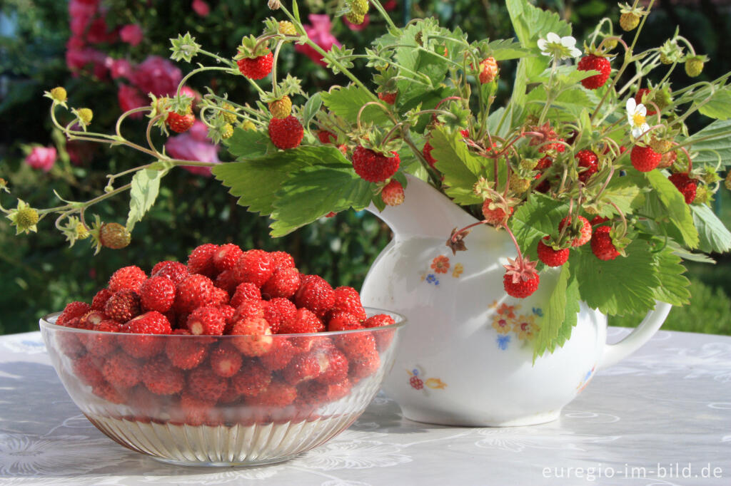 Detailansicht von Wald-Erdbeere, Fragaria vesca