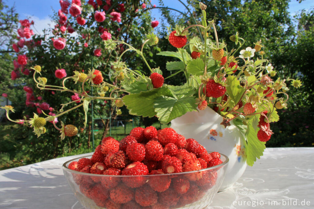 Detailansicht von Wald-Erdbeere, Fragaria vesca