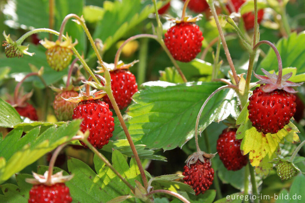 Detailansicht von Wald-Erdbeere, Fragaria vesca