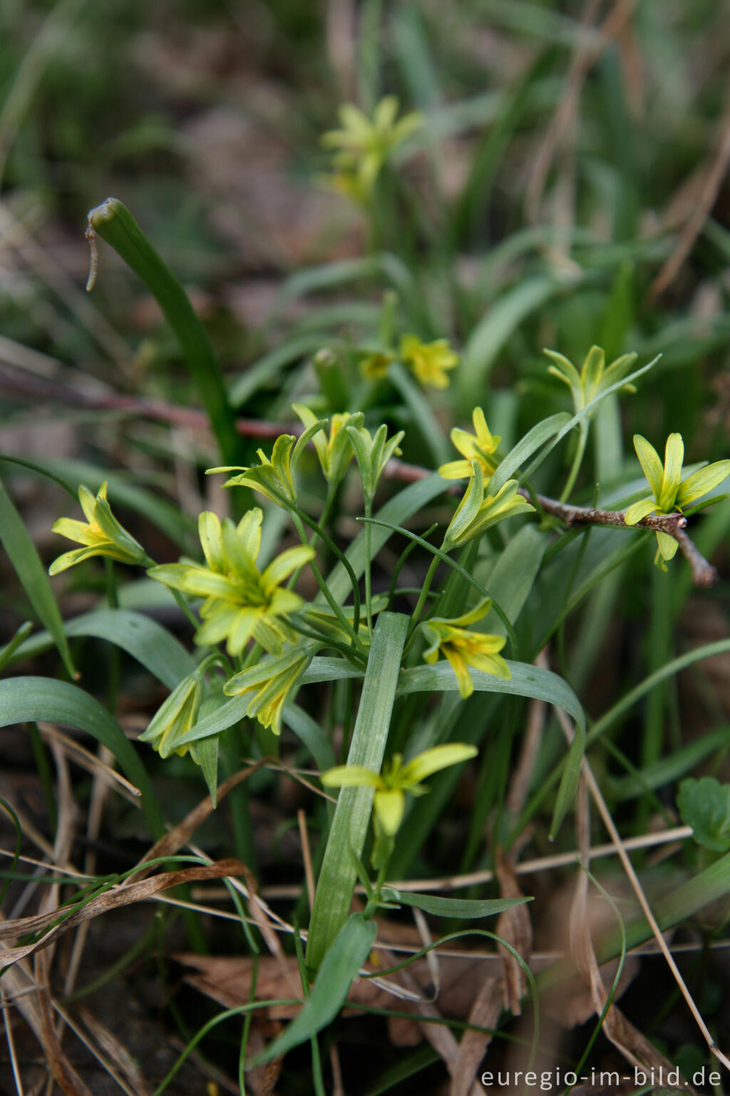 Detailansicht von Wald-Gelbstern, Gagea lutea