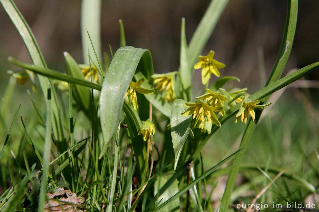 Detailansicht von Wald-Gelbstern, Gagea lutea