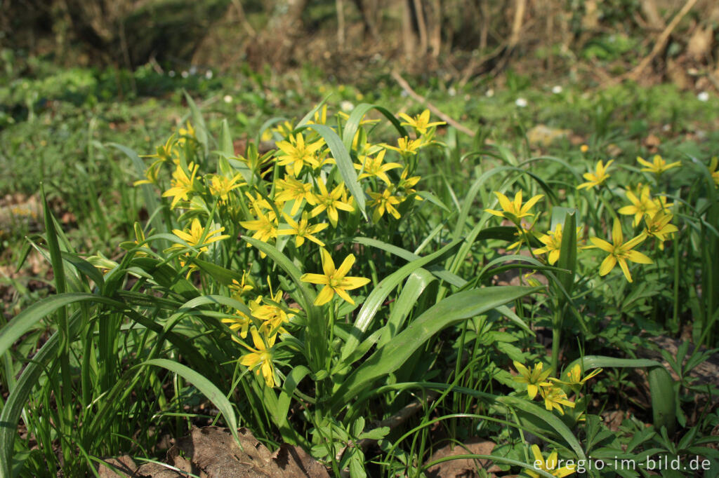 Detailansicht von Wald-Gelbstern, Gagea lutea