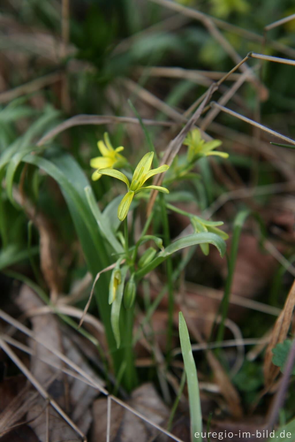 Detailansicht von Wald-Gelbstern, Gagea lutea