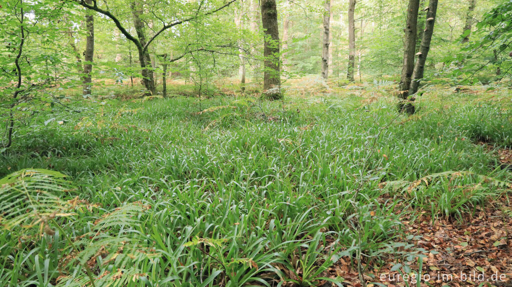 Detailansicht von Wald-Hainsimse, Luzula sylvatica, entlag der Weser bei Roetgen