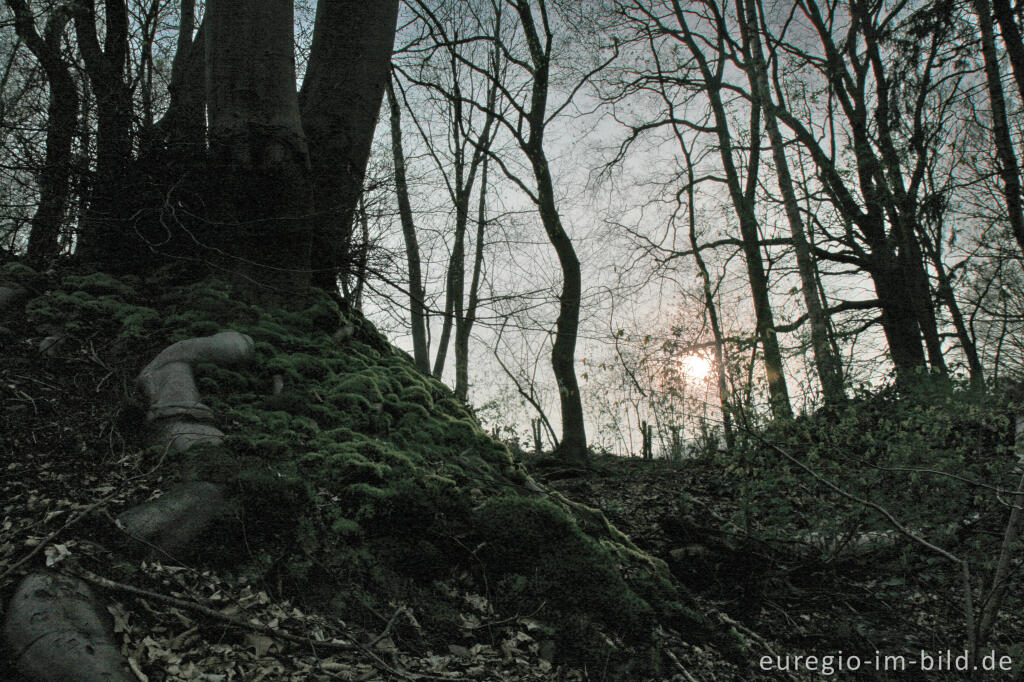 Detailansicht von Wald im Wurmtal