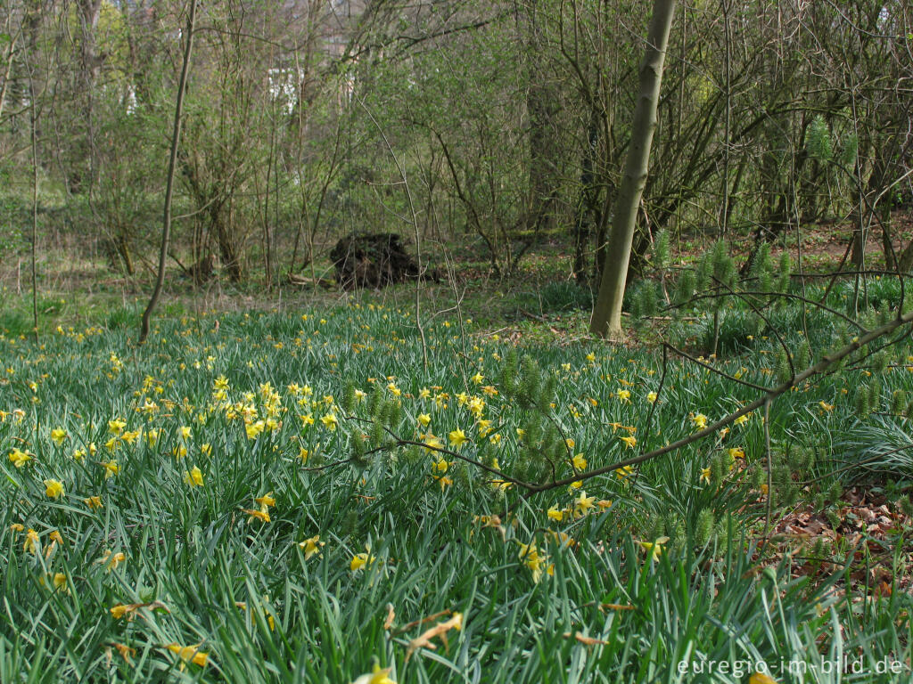 Detailansicht von Wald mit Narzissen im Müschpark bei St. Raphael, Aachen