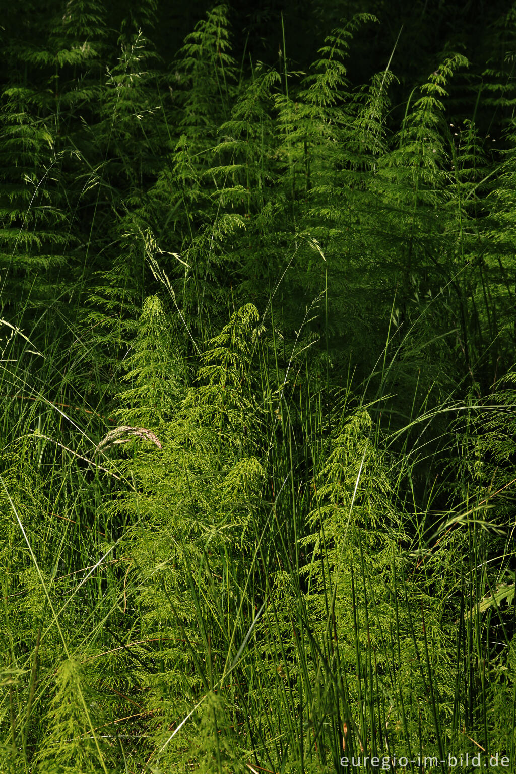 Detailansicht von Wald-Schachtelhalm im Heilkräutergarten Herba Sana