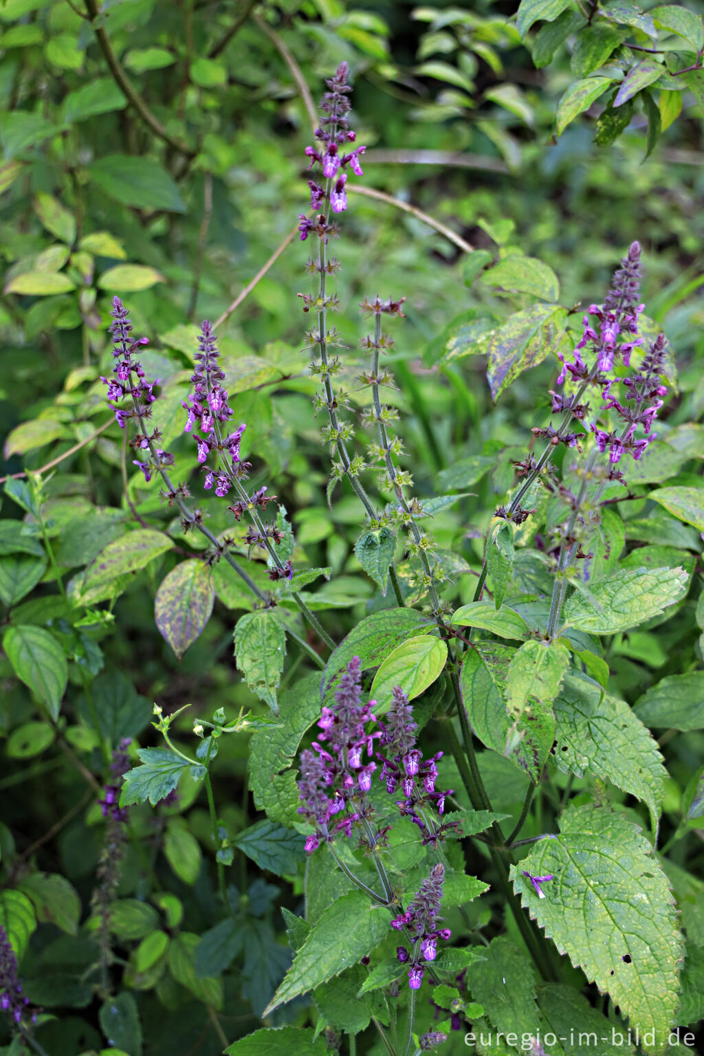 Detailansicht von Wald-Ziest, Stachys sylvatica