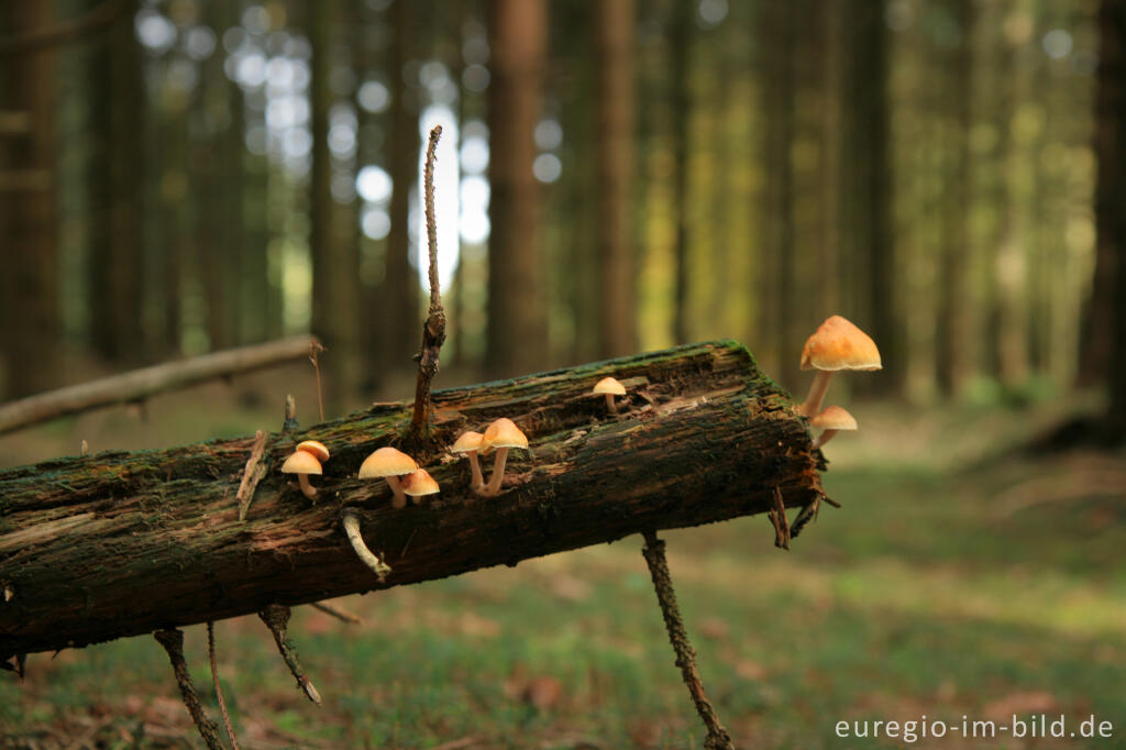 Detailansicht von Waldboden mit Pilzen auf totem Holz