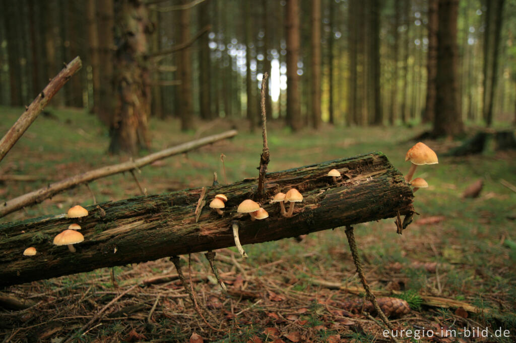 Detailansicht von Waldboden mit Pilzen auf totem Holz