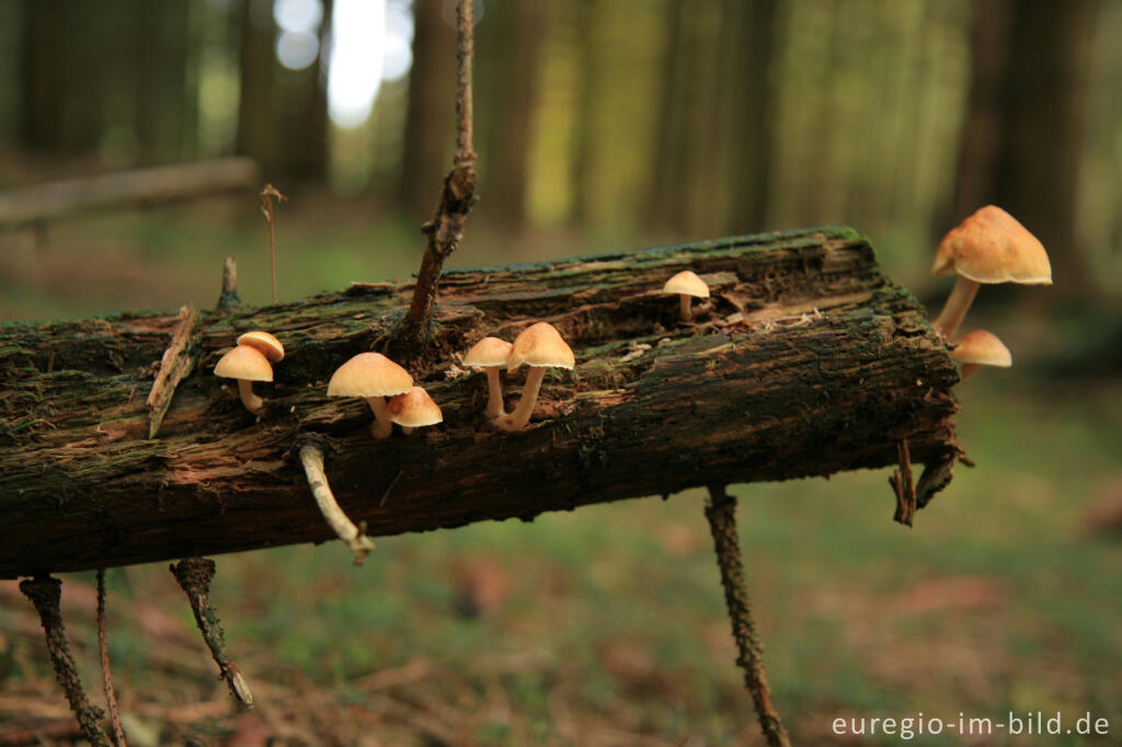 Detailansicht von Waldboden mit Pilzen auf totem Holz