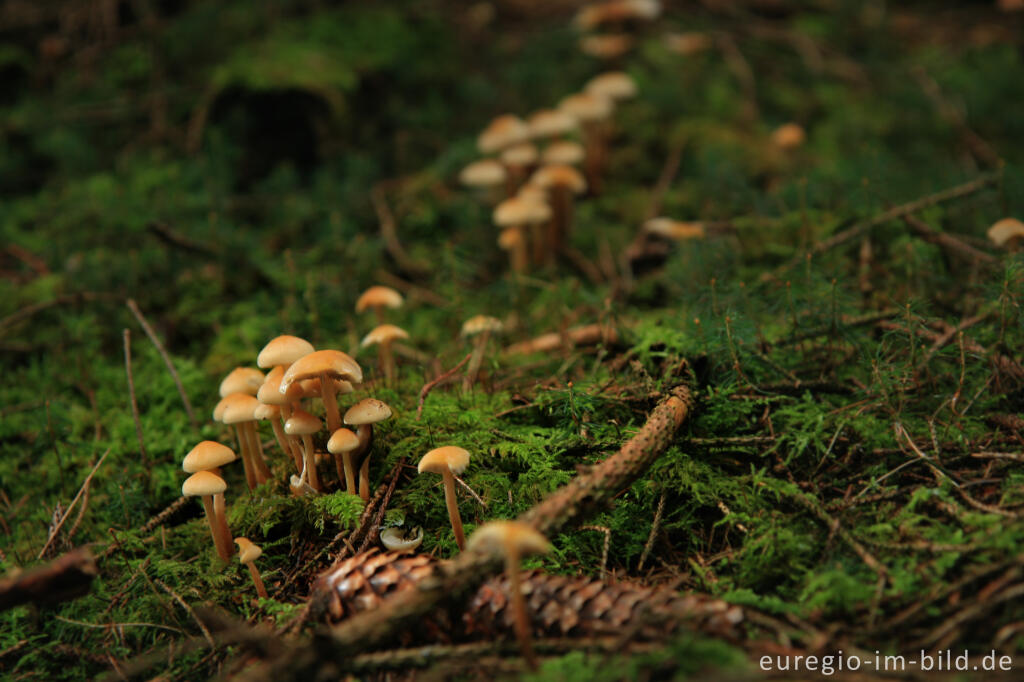 Detailansicht von Waldboden mit Pilzen und Moos