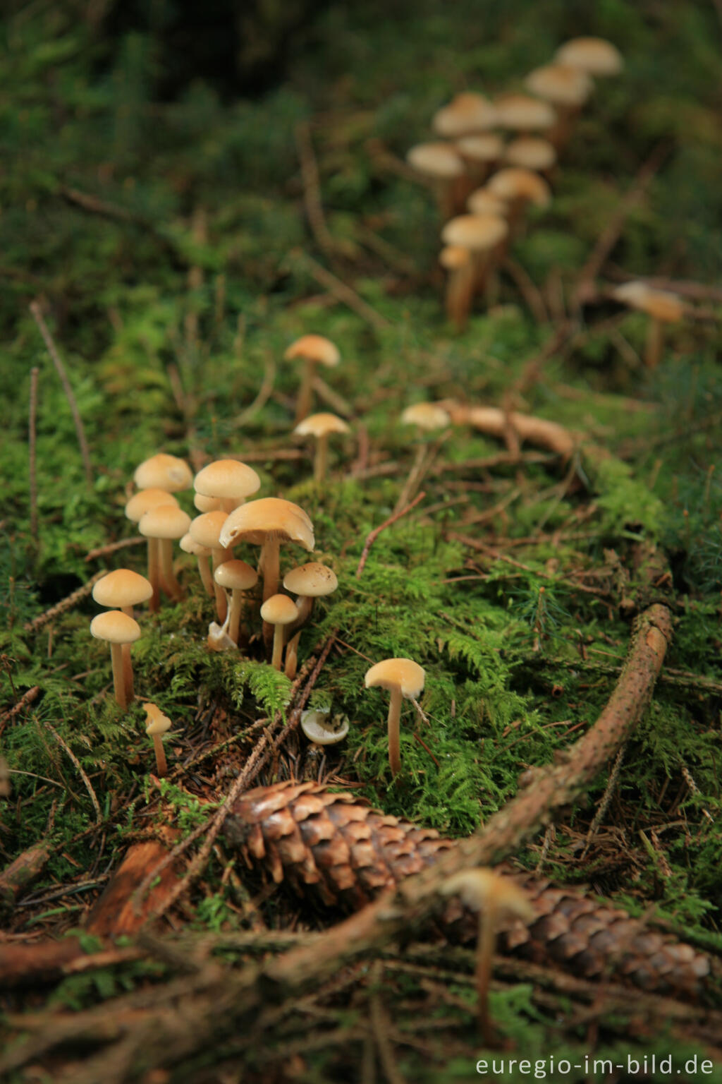 Detailansicht von Waldboden mit Pilzen und Moos