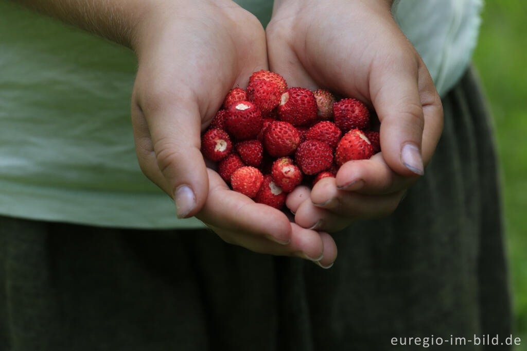 Walderdbeeren