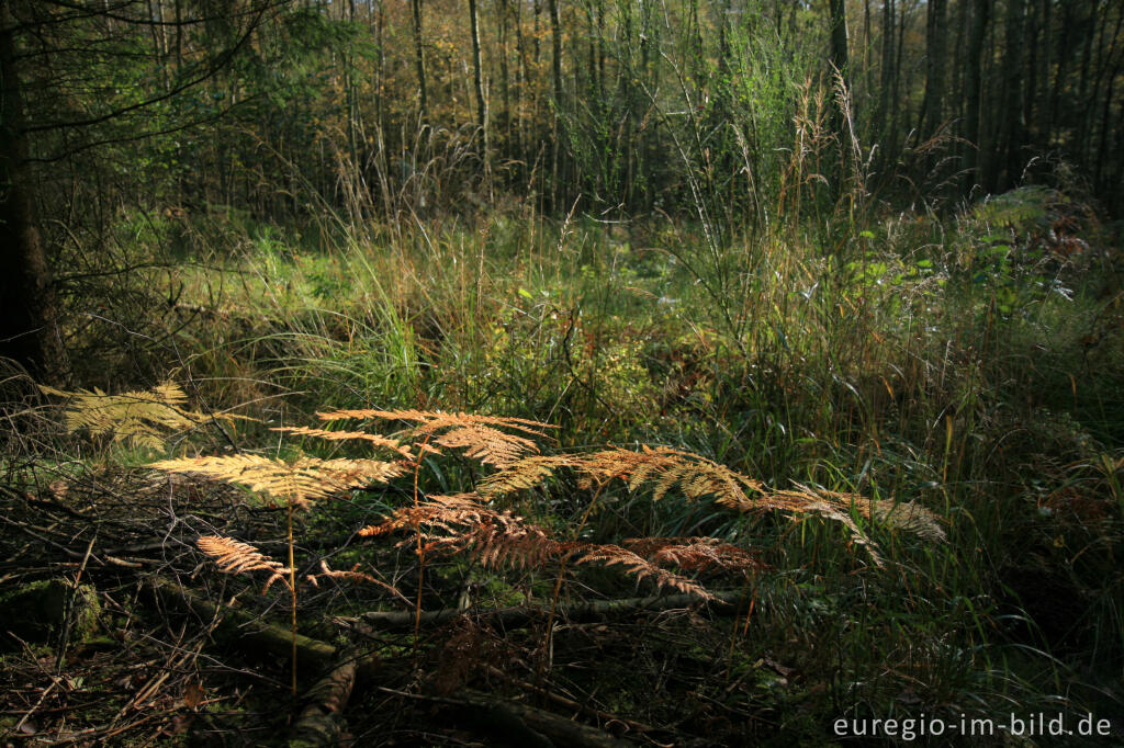 Detailansicht von Waldlichtung im Münsterwald, Nordeifel