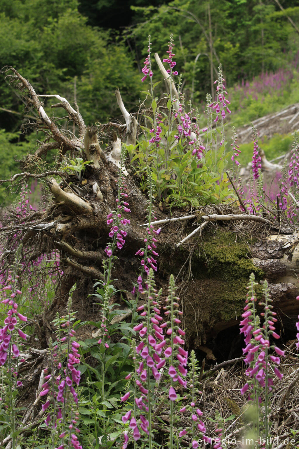 Detailansicht von Waldlichtung mit Fingerhut im mittleren Ourtal 