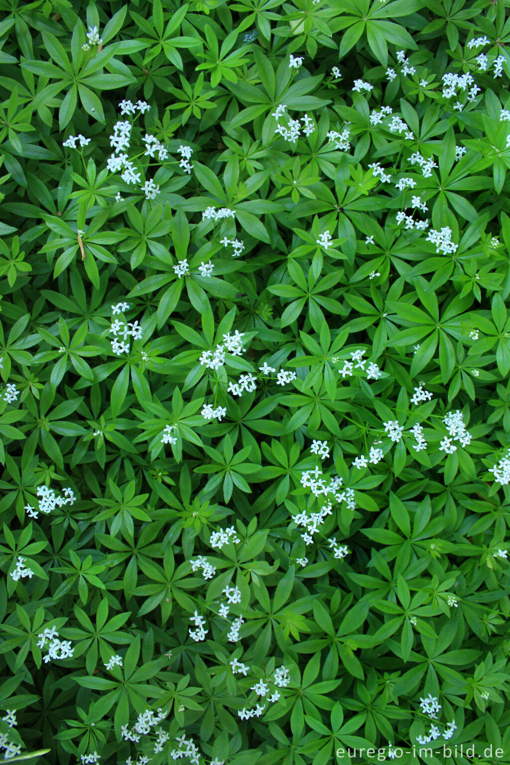 Detailansicht von Waldmeister, Galium odoratum