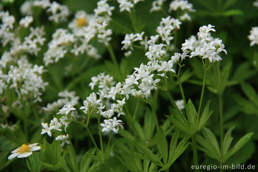 Detailansicht von Waldmeister (Galium odoratum)