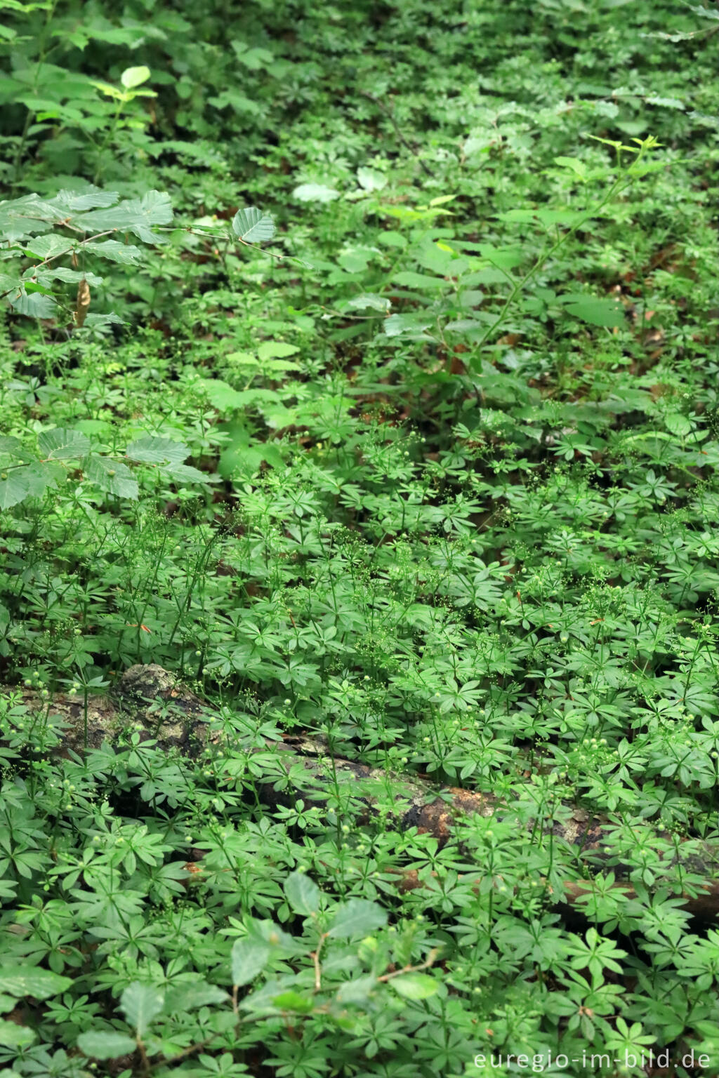 Detailansicht von Waldmeister im Wald des Kermeters im Nationalpark Eifel