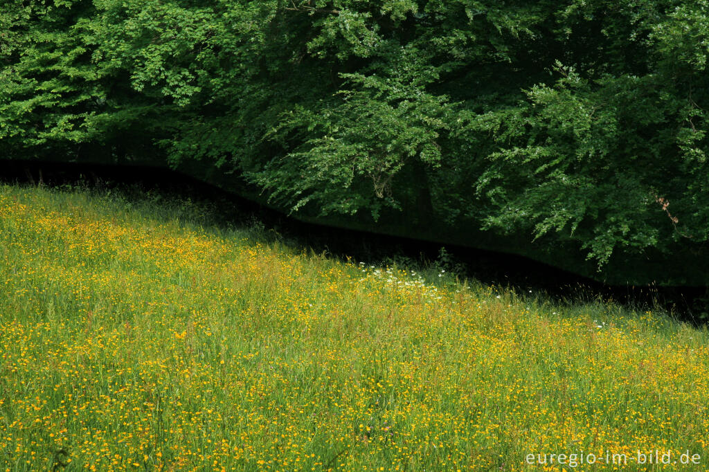 Detailansicht von Waldrand mit Blumenwiese