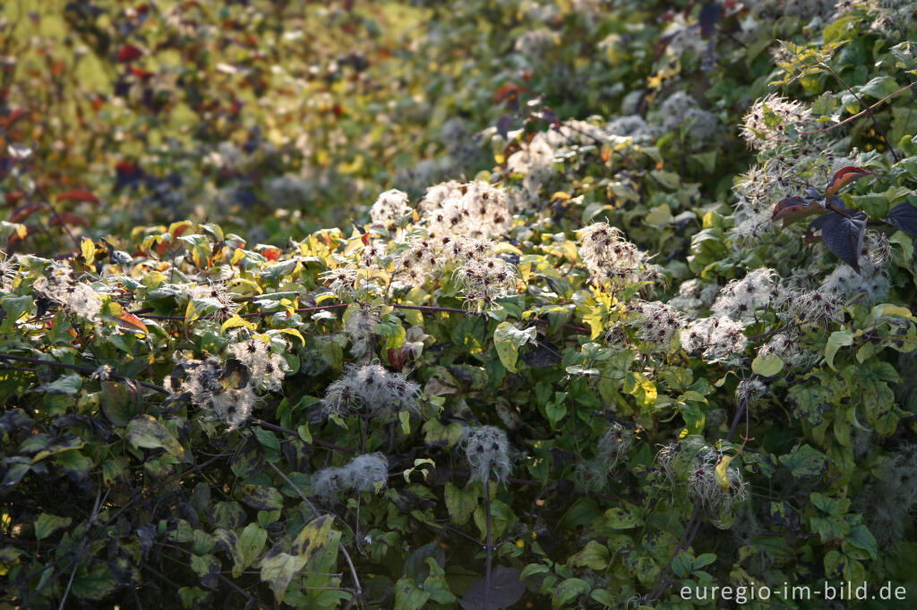 Detailansicht von Waldrebe im Herbst