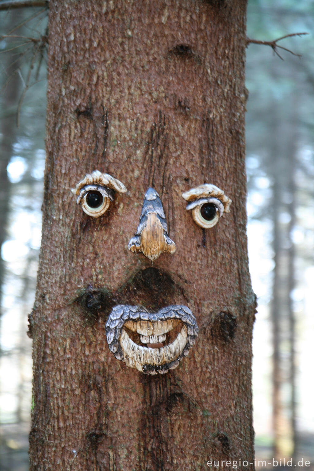 Detailansicht von Waldschrat im Münsterwald, Nordeifel