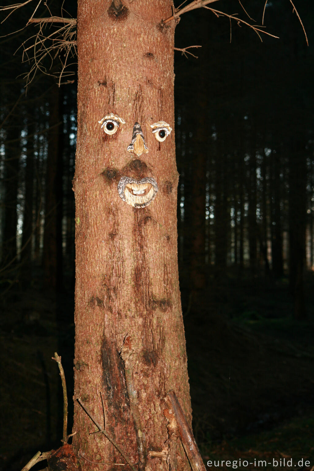 Detailansicht von Waldschrat im Münsterwald, Nordeifel