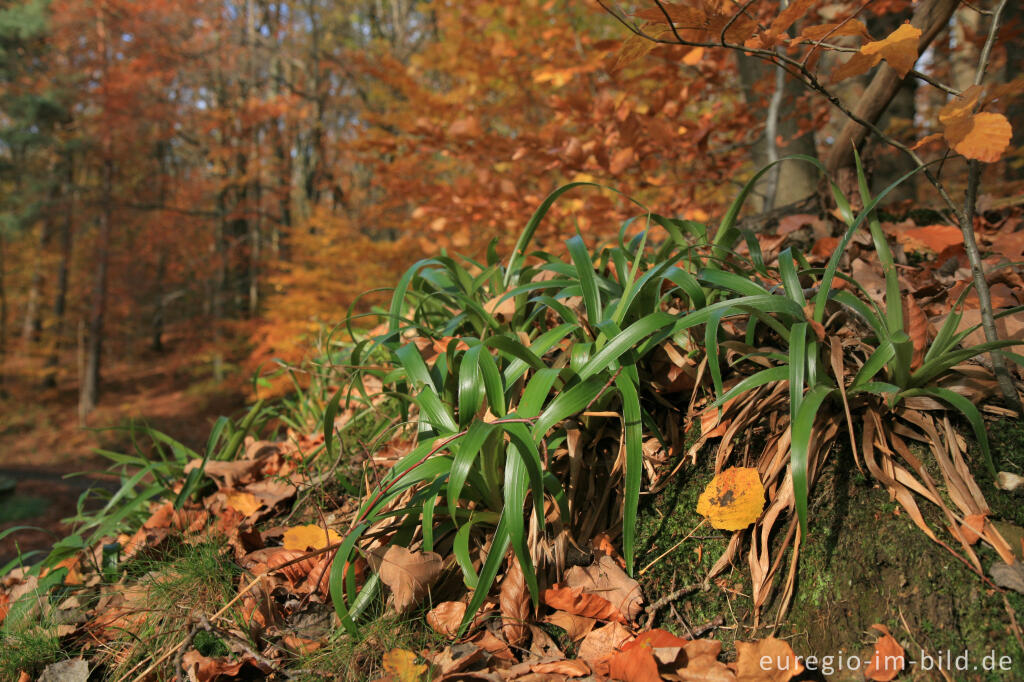 Detailansicht von Waldsimse in einem Buchenwald, Nordeifel