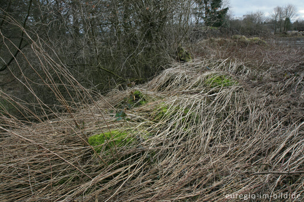 Detailansicht von Wandern auf dem Eifelsteig, 1. Etappe 