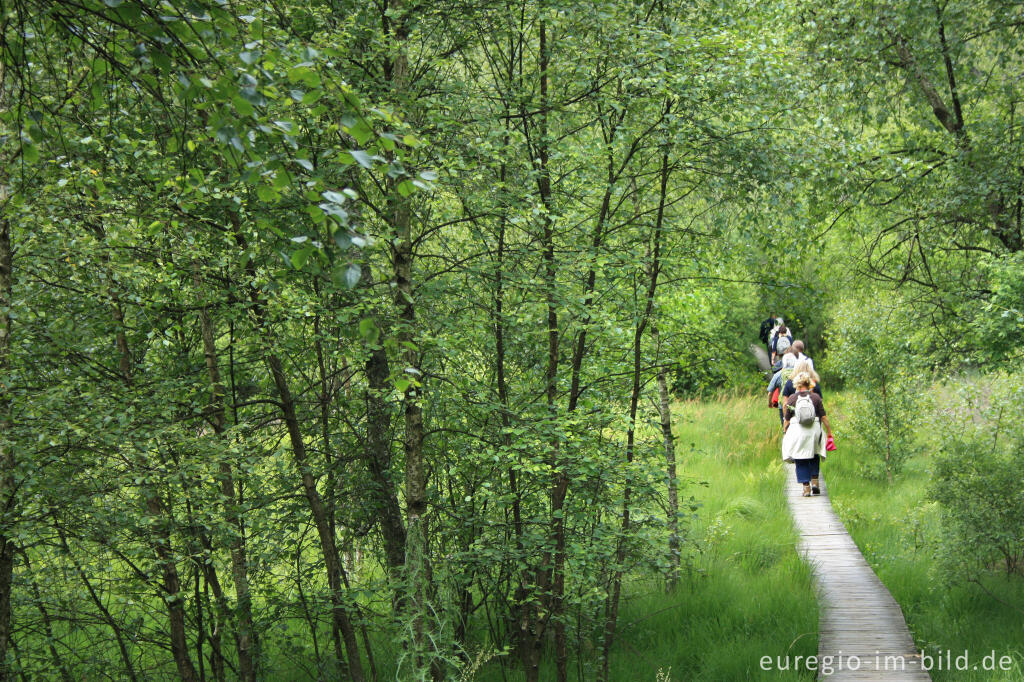 Detailansicht von Wandern auf Holzstegen, Hohes Venn bei Xhoffraix